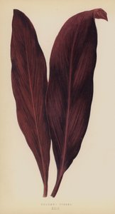 Dracaena Ferrea - English School